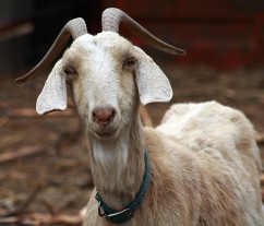 Mountain Goat Defends Bieber