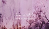 Whales in Cubicles – Death in the Evening